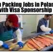 Fish packing jobs in Poland